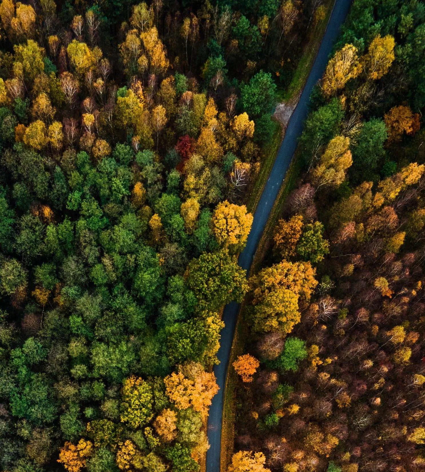 Doğal yaşamı ve ekolojik dengeyi temsil eden havadan orman ve yol manzarası